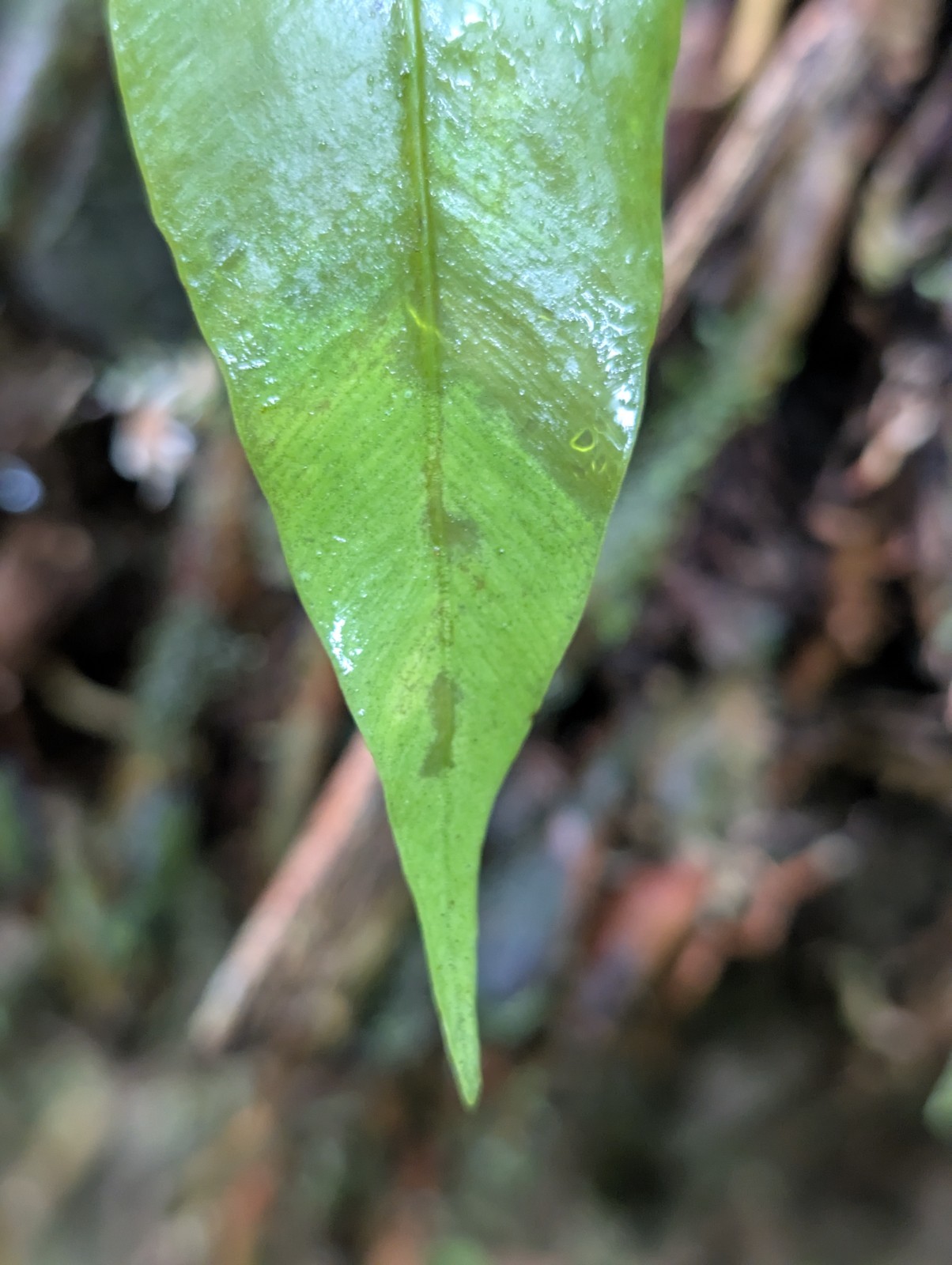 x2 LIVE Bare : Danea Fern 10″ long each, exotic rare fern SHADE