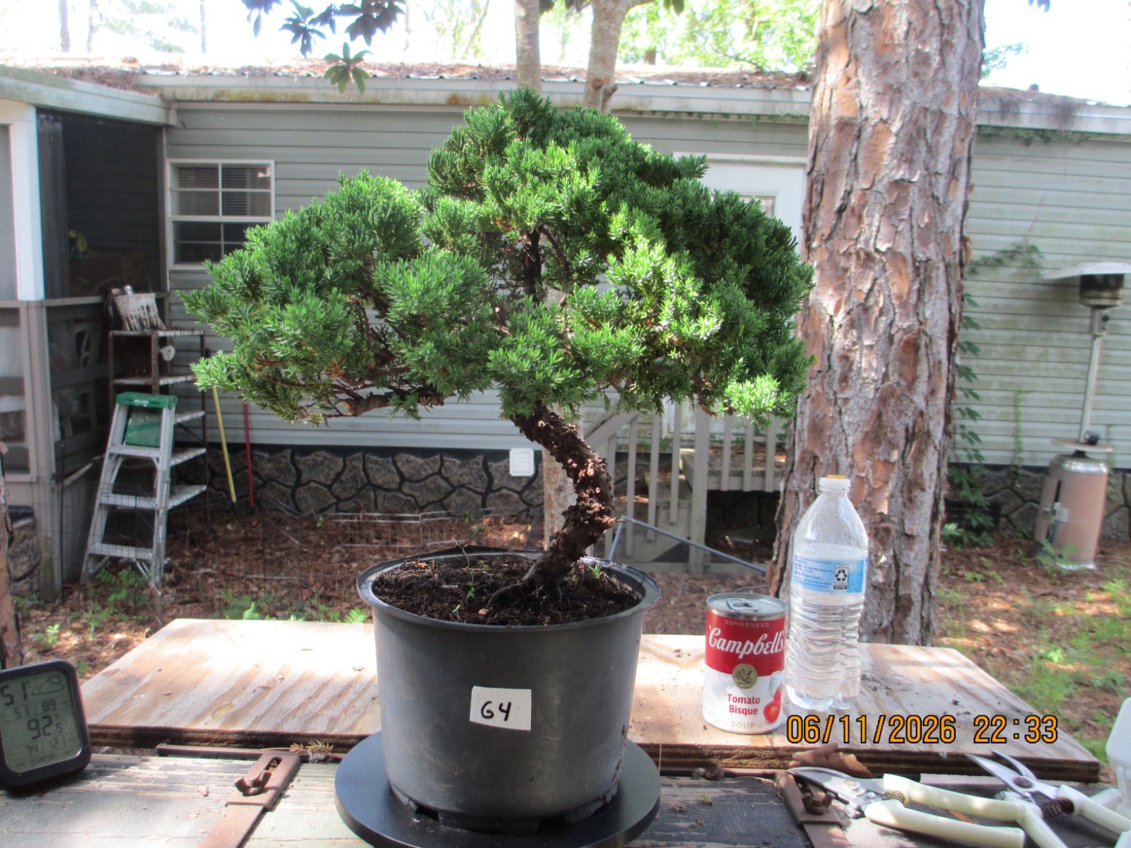 SPECIMEN BONSAI TREE JUNIPER PROCUMBENS NANA/G4