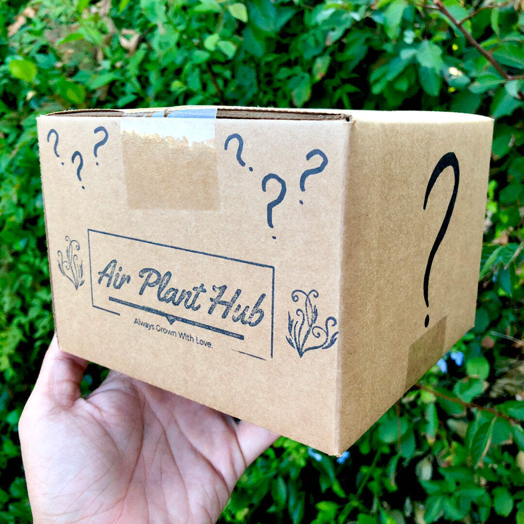 Air Plant Premium Grab Bag (Our Best Seller!)