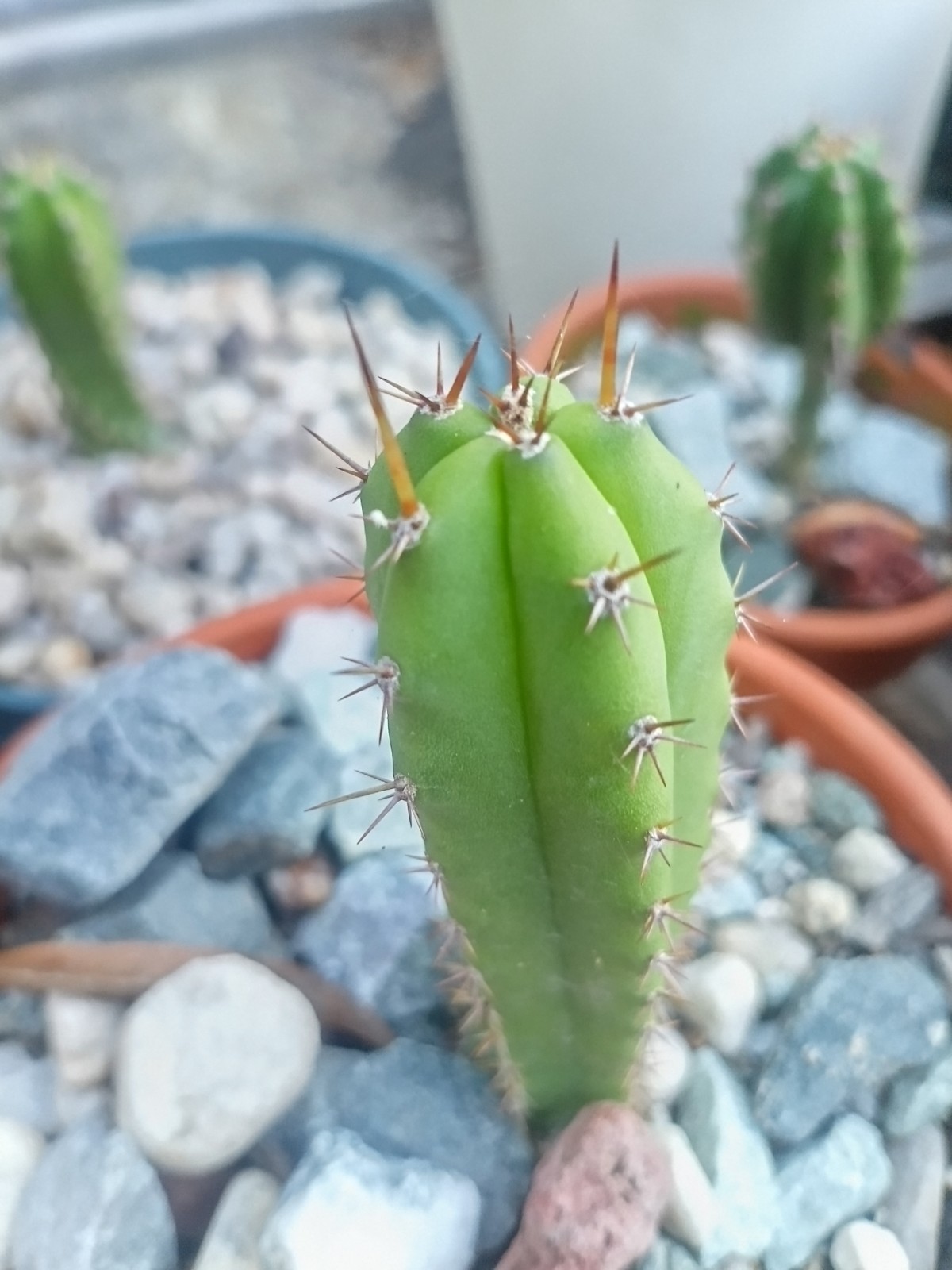 Echinopsis Rare Seed Grown Yearling packs of 5 for 20$?Cultivars In Description