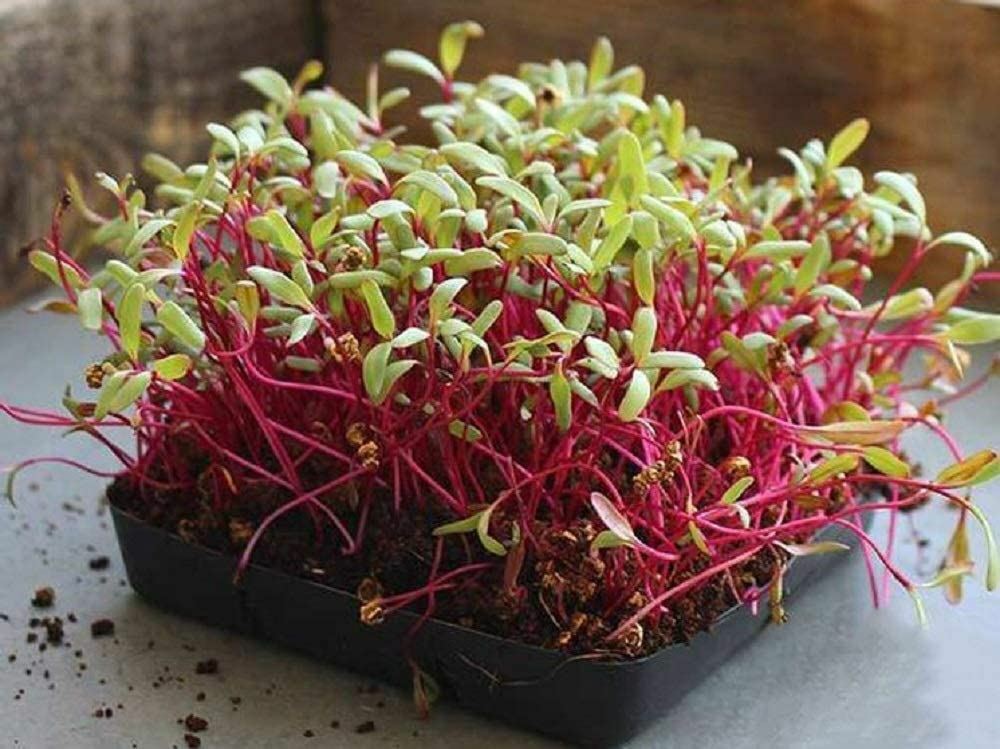 Beets Detroit Dark Red Beet Seeds, “COOL BEANS N SPROUTS” Brand. Home Gardening.