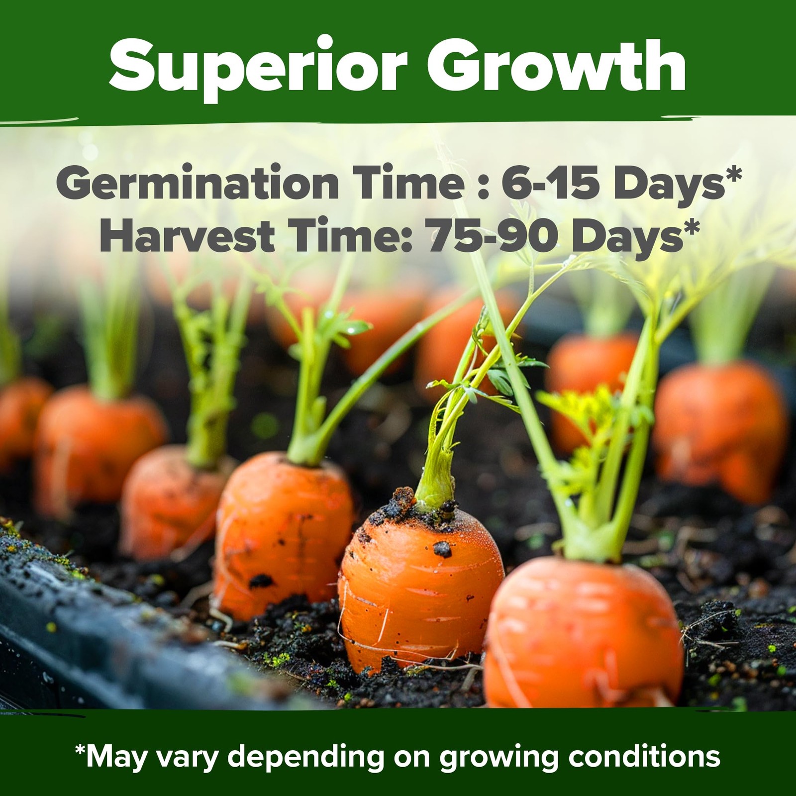 HOME GROWN Tendersweet Carrots Seeds 6000+ 2-Pack, Light Brown to Tan
