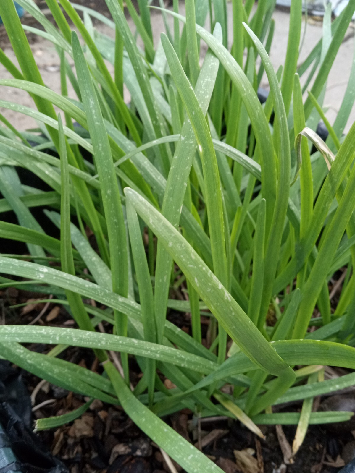 20 Garlic Chives 韭菜根 Live Organic Bare Root Hardy Perennial Herb – Ready to Grow