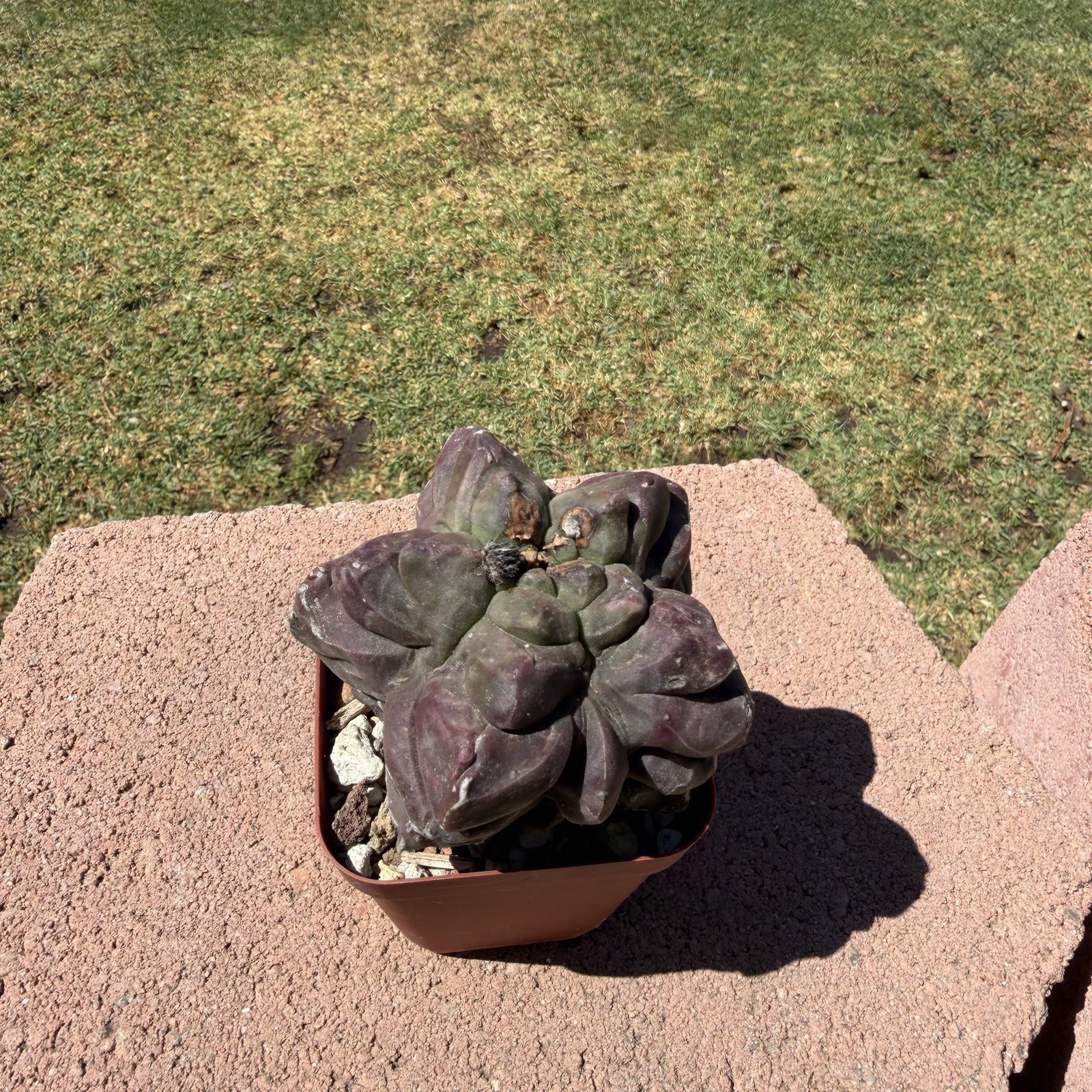 Astrophytum Myriostigma Kikko Wonky Cactus