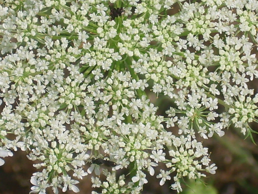 40 QUEEN ANNE’S LACE SEEDS (Daucus carota )