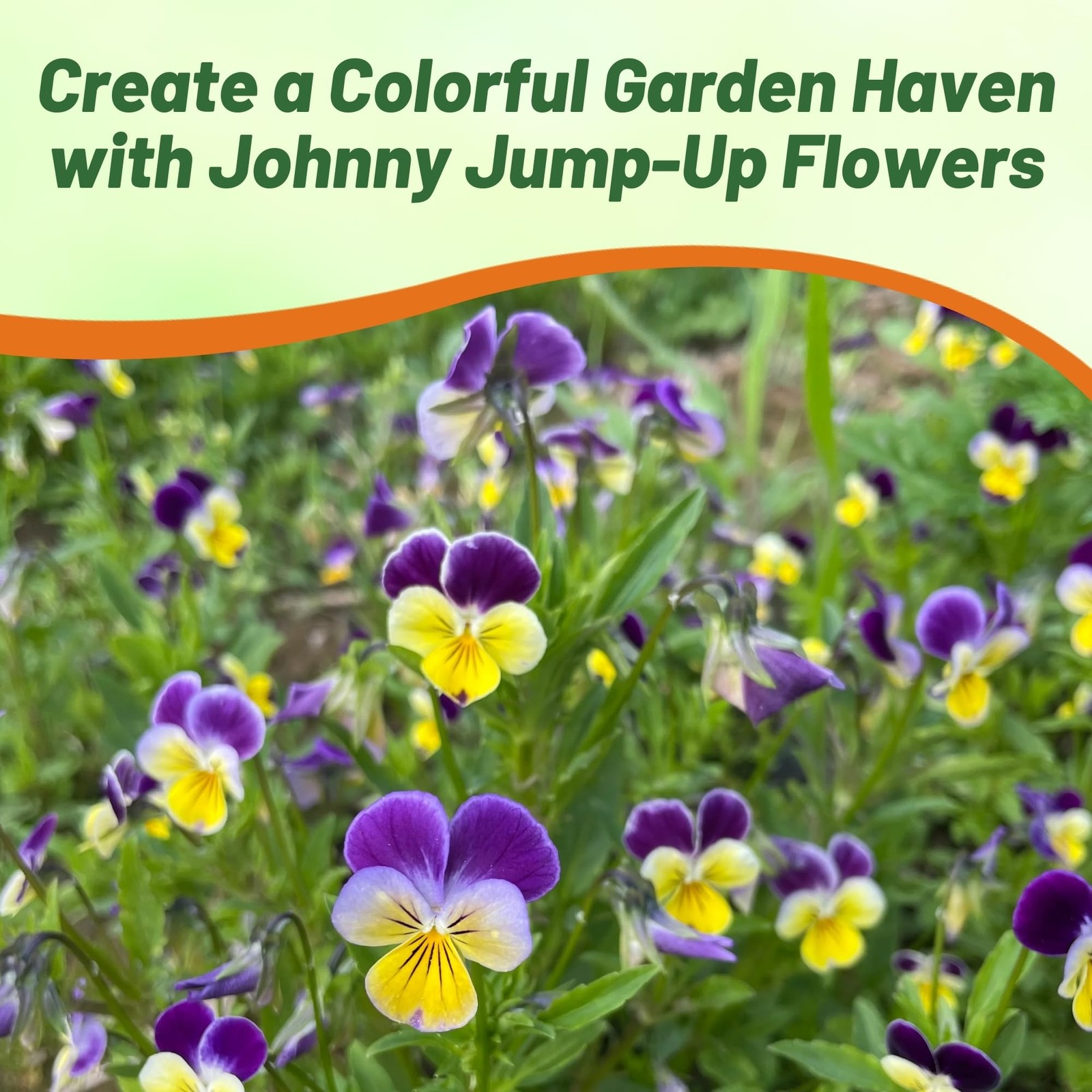 Johnny Jump Up Viola Wild Flower Seeds – 1/2 lb Easy-to-Grow, Compact & Hardy…