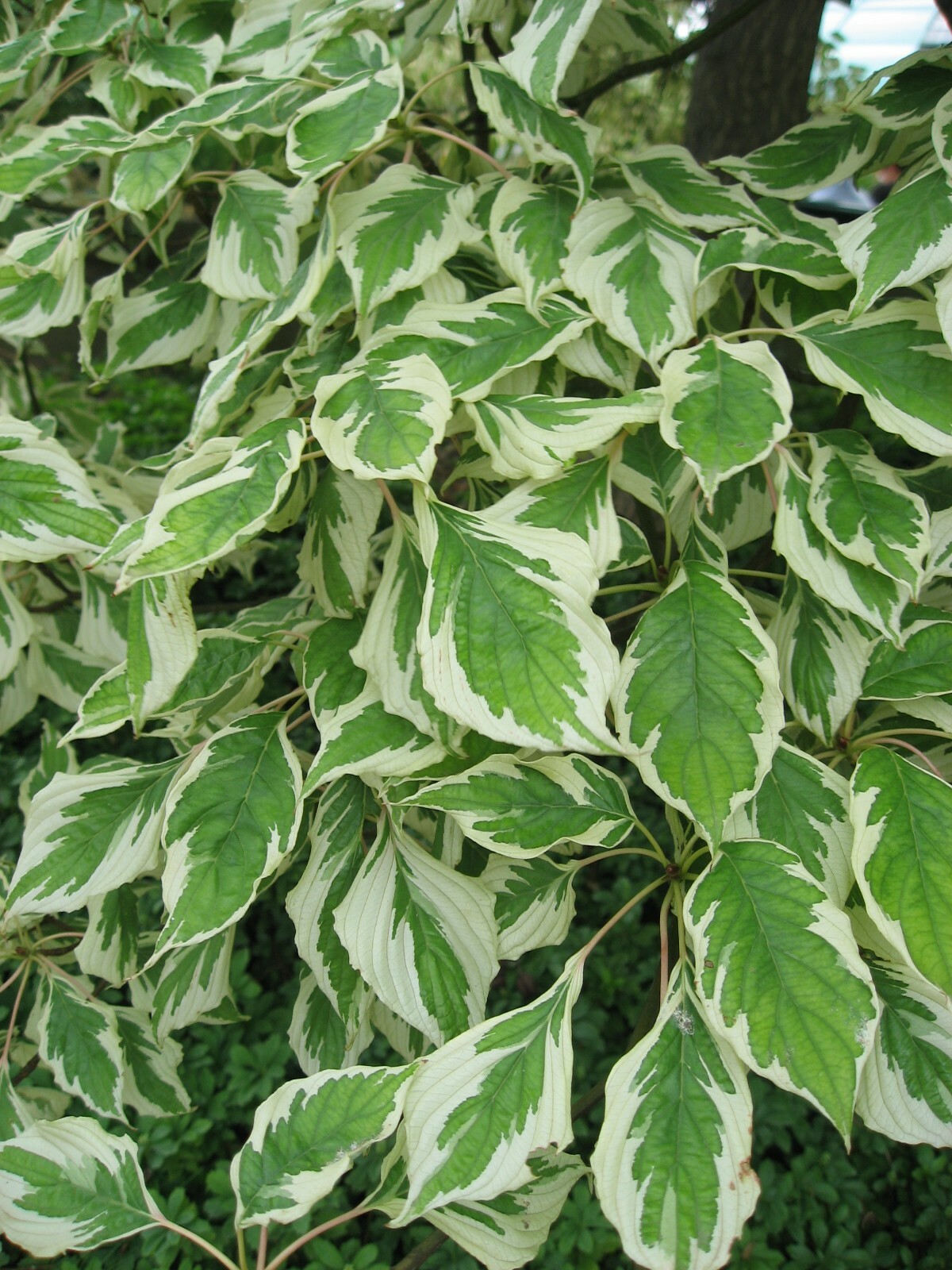 Giant Dogwood (Cornus controversa), 20 seeds