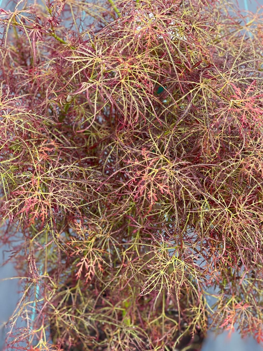 Acer palmatum ‘Baby Lace’ (Baby Lace Japanese Maple) 2 feet standard, medium siz