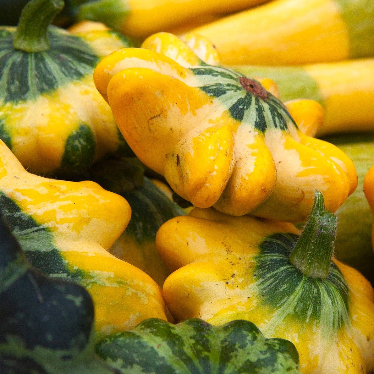 Yellow and Green Bicolor Patty Pan (Bush Scallop Squash) Seeds – 2025 Planting