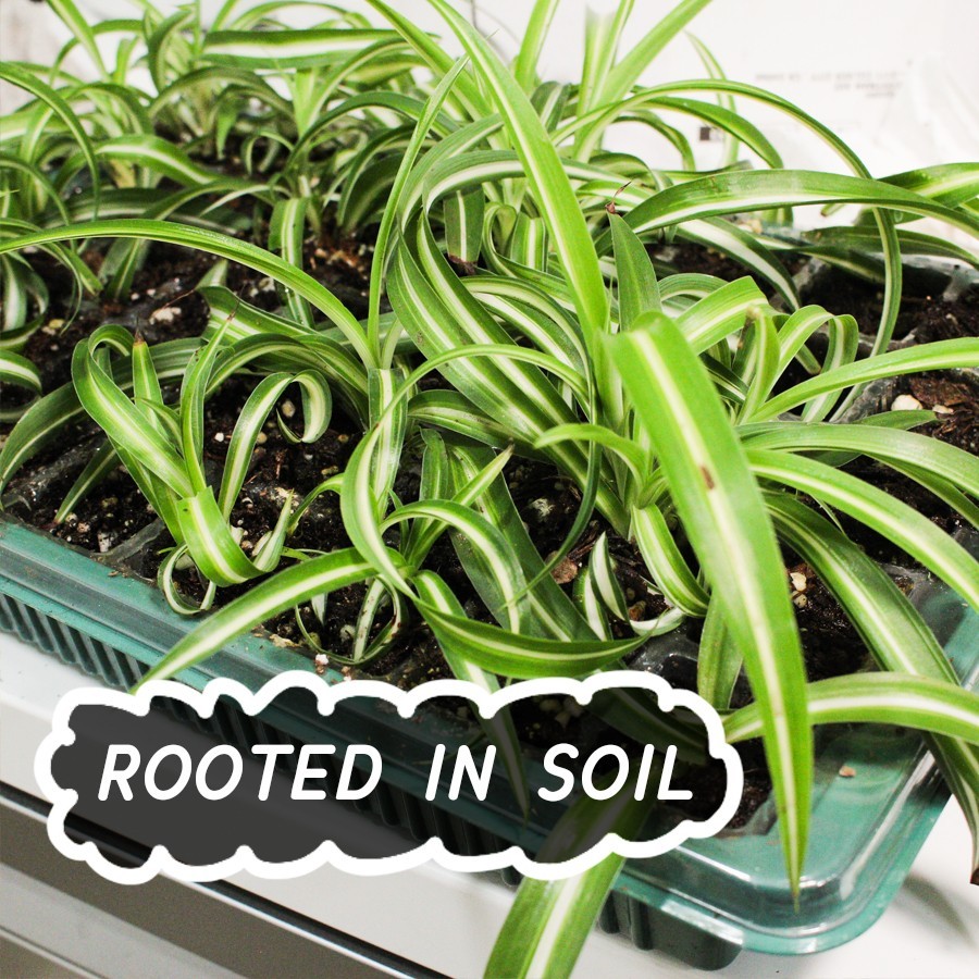 Fully ROOTED Curly Bonnie Spider Plant Cutting: Easy-Grow, ready to repot