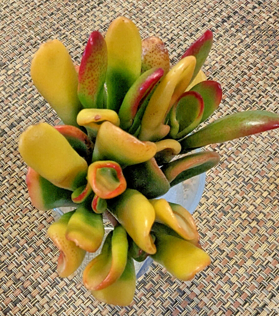 RARE VARIEGATED CRASSULA OVATA ‘GOLLUM’ – ‘GOLLUM” JADE – 2″ CUTTING