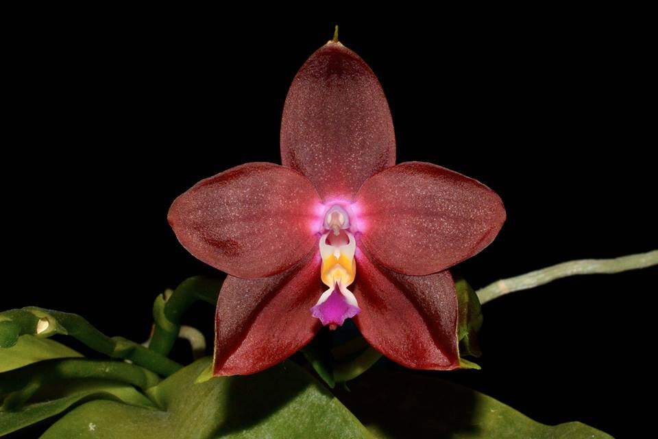 Fragrant Orchid Phalaenopsis Phal LD’s Bear King ‘6S44’ Red Novelty In 3.5″ Pot