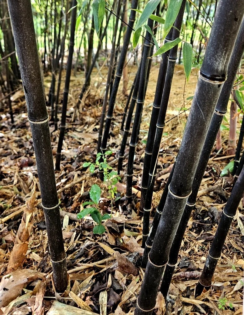 (6) Black Bamboo Rhizomes – Cold-Hardy, Evergreen – Privacy Screen, Fast-Growing