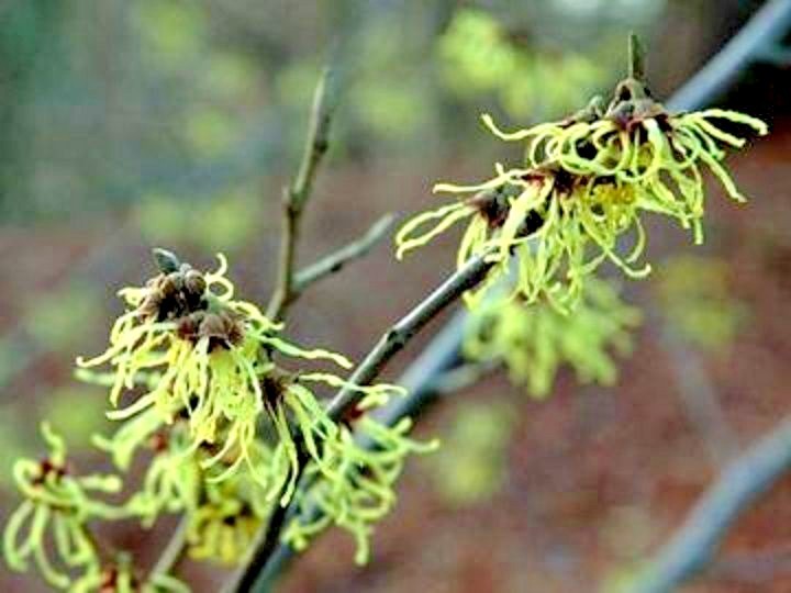10 LIMELIGHT WITCH HAZEL SEEDS – Hamamelis × intermedia ” limelight “