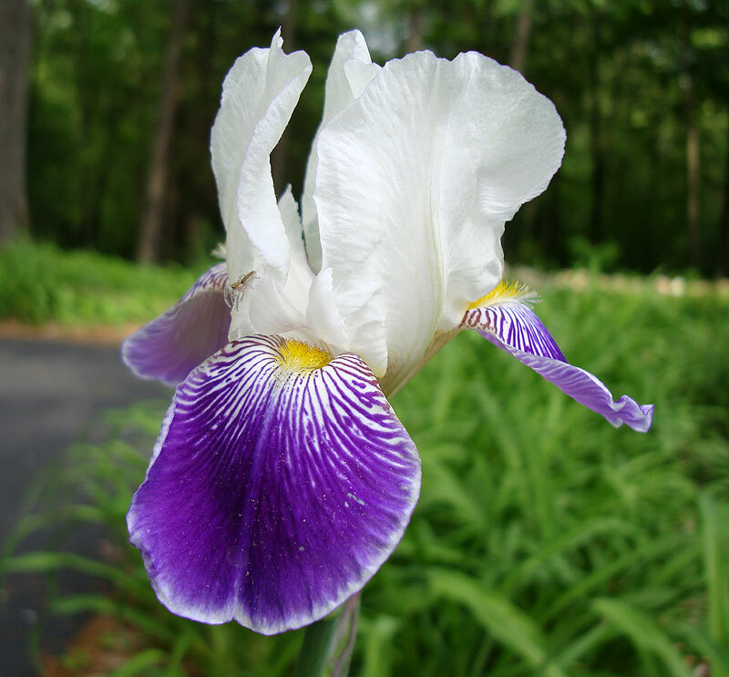 Royal Purple Germanica Tall Bearded Iris 3 Blubs