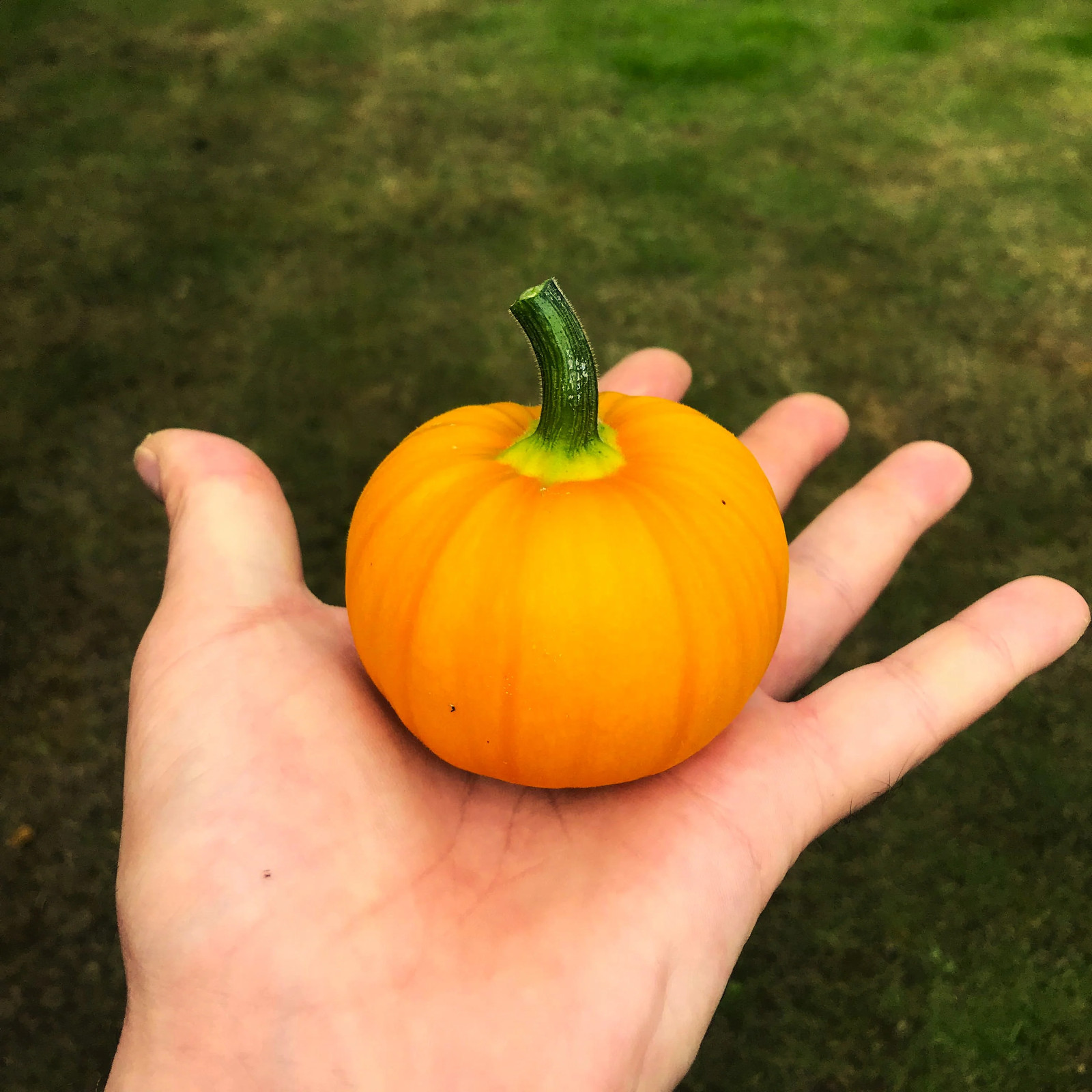 Wee-B-Little Pumpkin Seeds | Mini Orange Untreated Round Bush Pumpkins Seed 2024