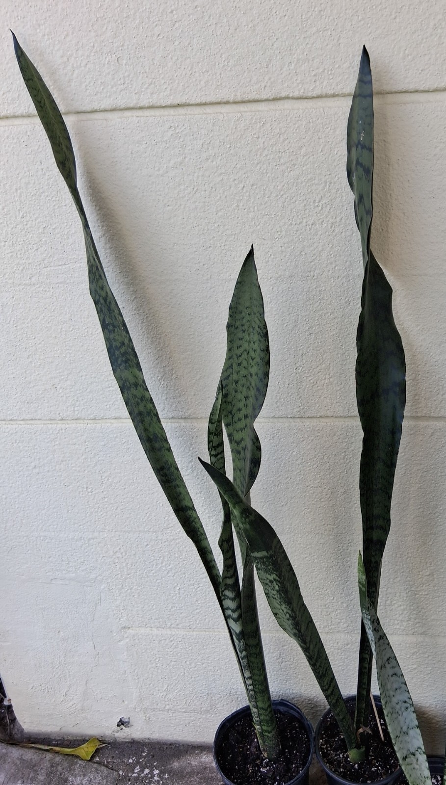 Snake Plant – (36″ – 48″ Tall) – Dracaena/Sansevieria Trifasciata ‘Zeylanica’