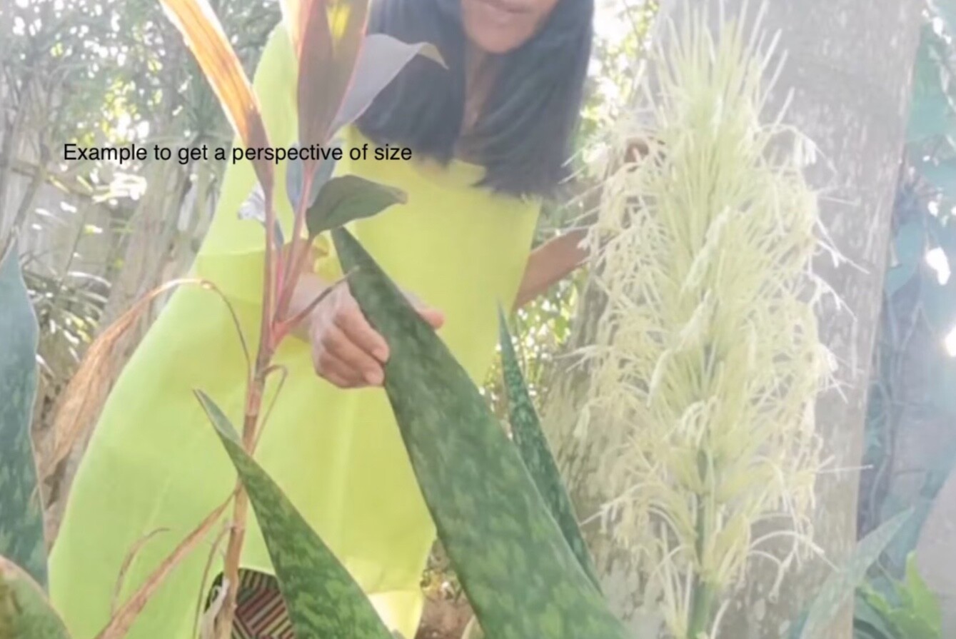 Jaboa live plant Giant Snake indoor outdoor Plant Sansevieria Flowering
