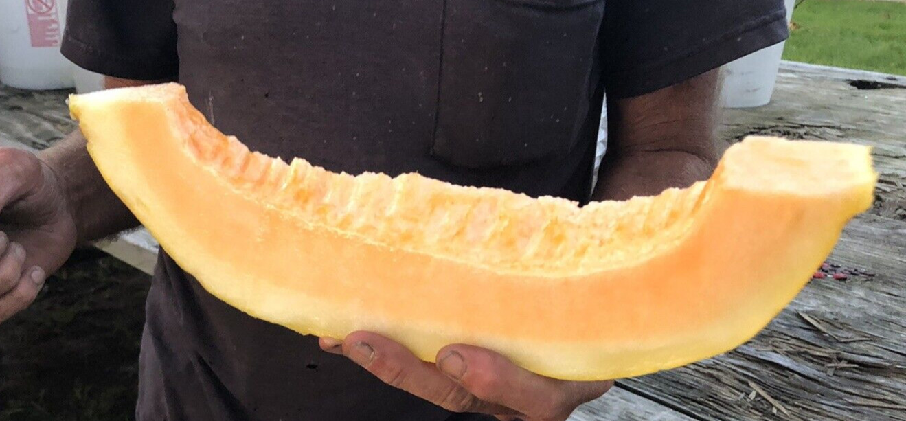10 Giant Cantaloupe seeds, Home Grown in the USA, Non GMO, S&H with Tracking #