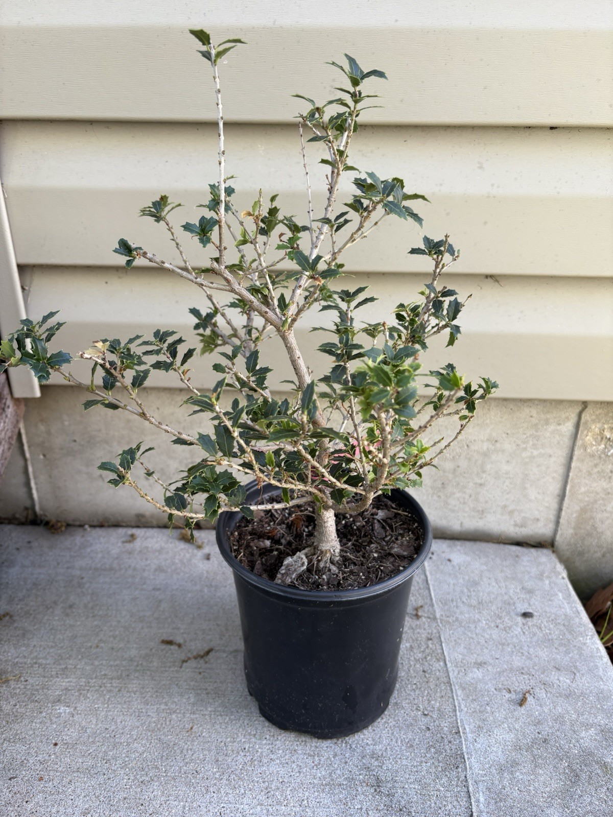 Fragrant Sweet Tea Olive Osmanthus Princess fragrant 6” Pot