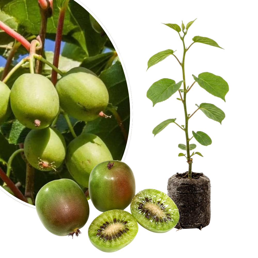 Kiwi Prolific Live Plant 4-6 Inches Tall Rooted Self Fertile Hardy Vine