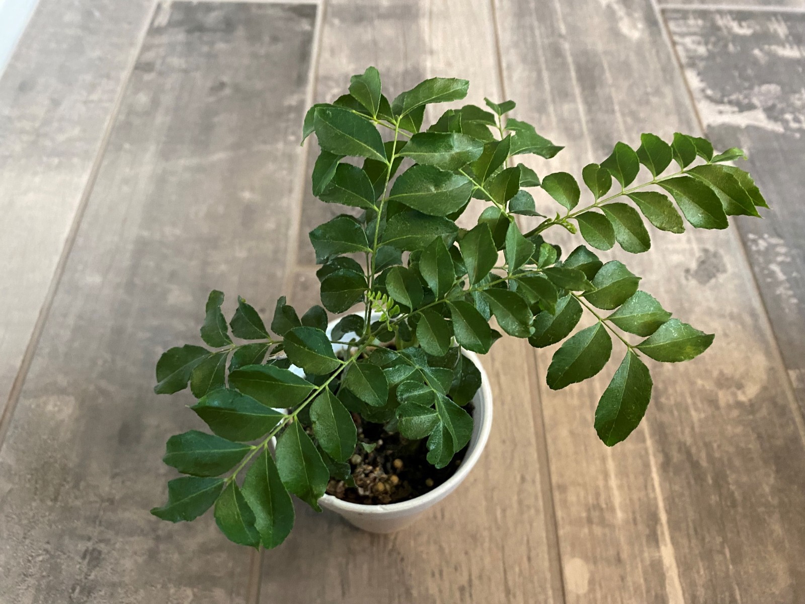 Organic Live Curry Leaf Plant 6+ Inches for Planting