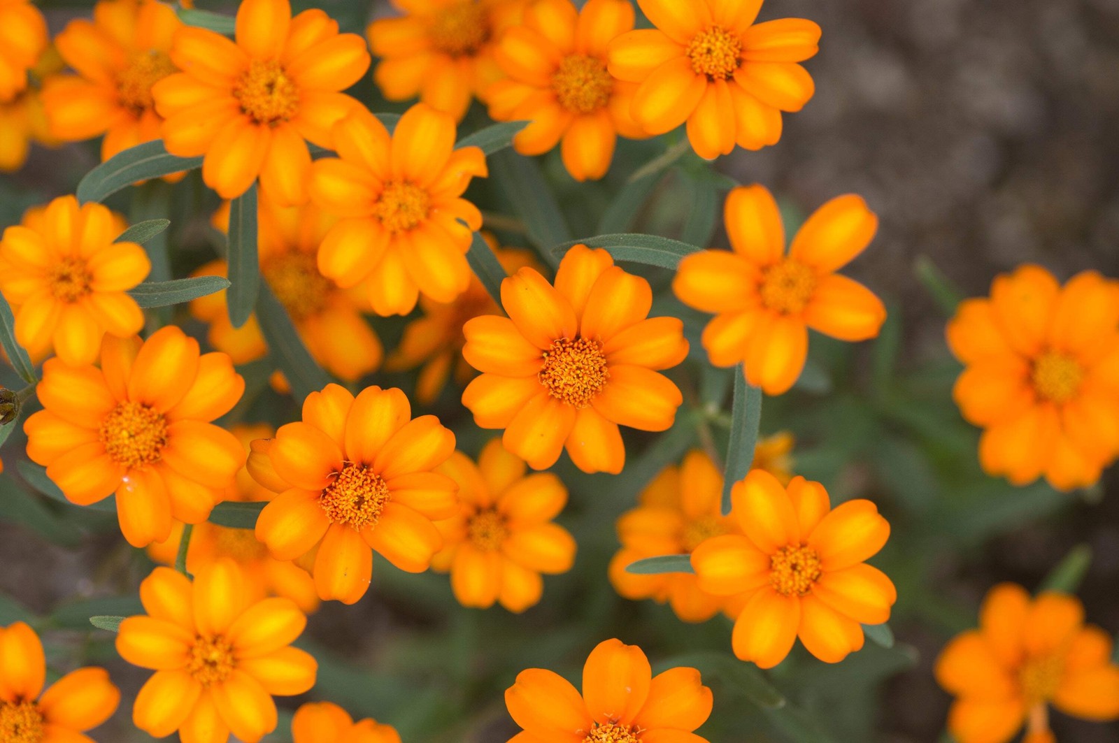 250 ORANGE CLASSIC ZINNIA Elegans (Narrow Leaf / Creeping Zinnia) Flower Seeds