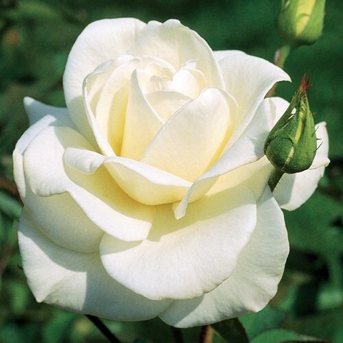 Rose Bush JFK White Iconic 3 Unrooted 6″ Live Flower Plant Cuttings Shrub Bush