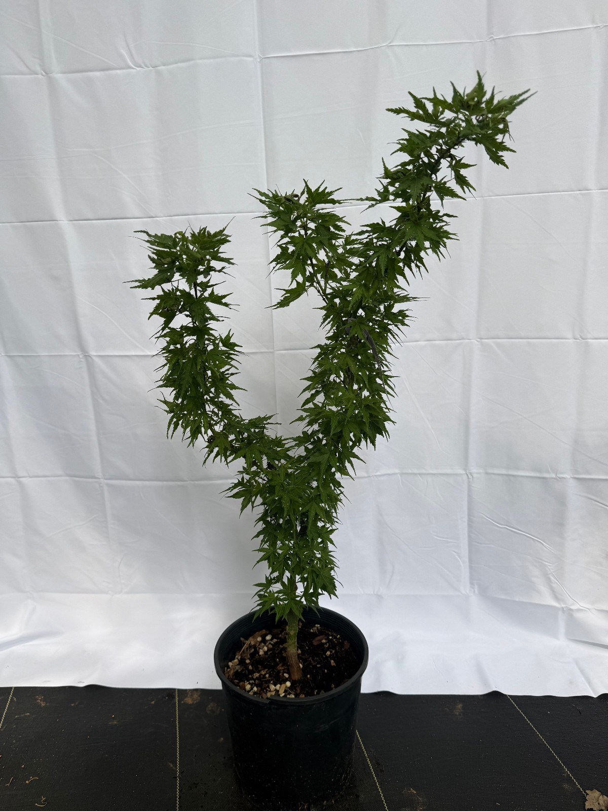 Acer palmatum Tattoo Japanese Maple #2 gallon XL