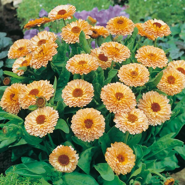 Pink Surprise Calendula Seeds | Heirloom | Edible Flowers | Free Shipping | 1204
