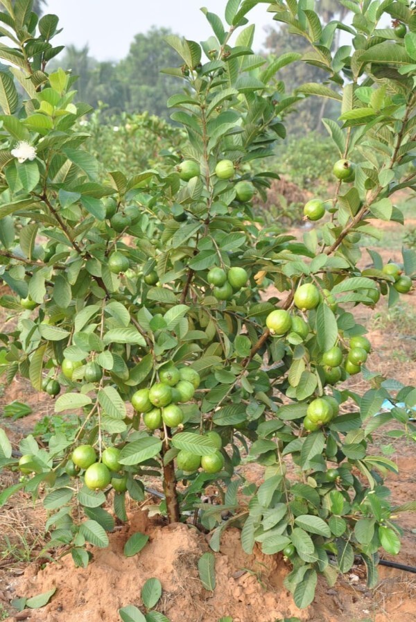 White Guava Starter Plant – 6-10in Tall – 4in Pot – Guava Tropical Fruit
