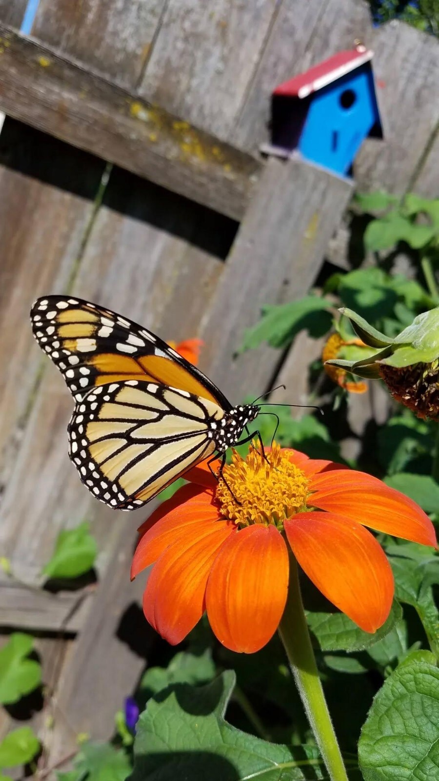 Mexican Torch Sunflower Seeds 15 Organic Seeds *Free Shipping*
