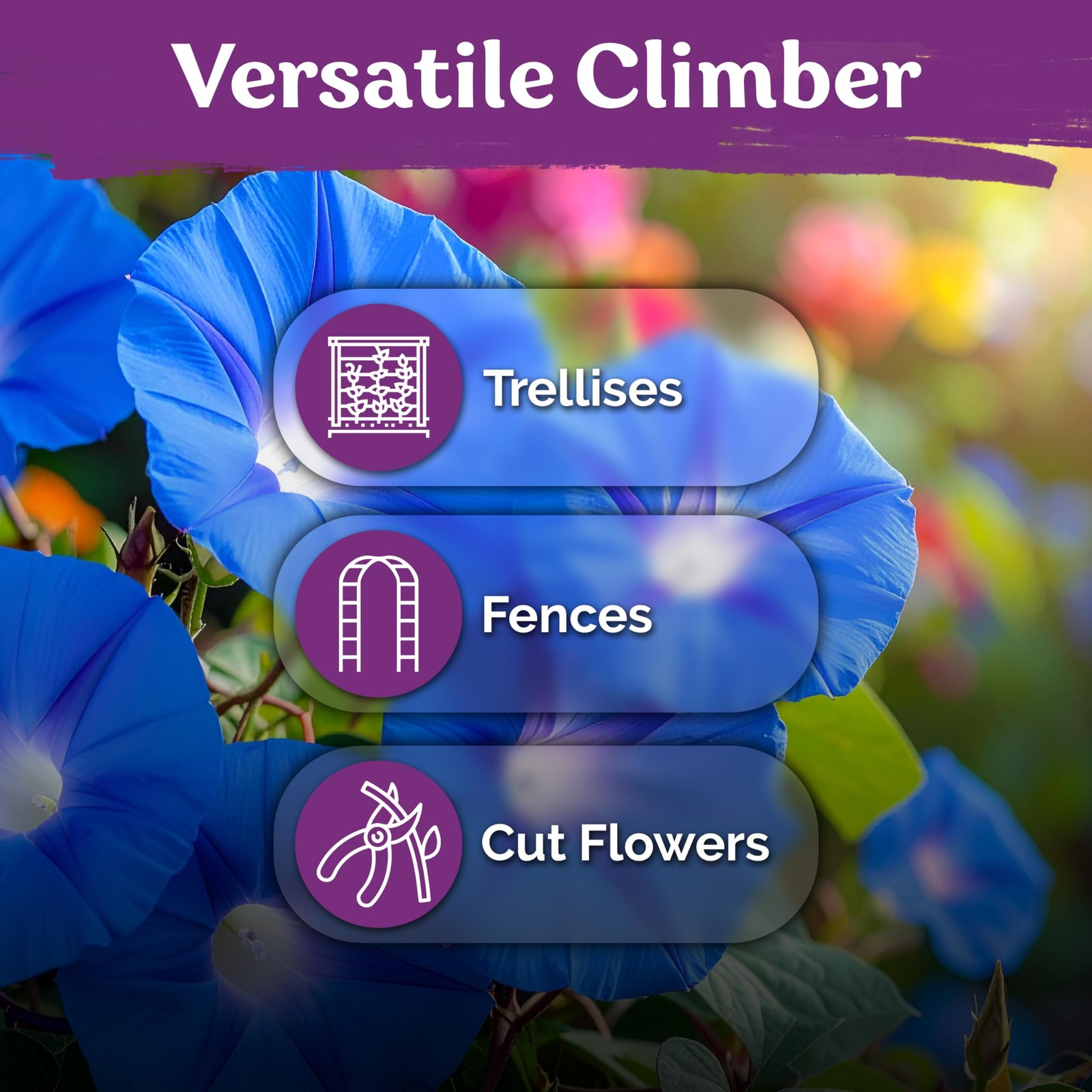 KVITER 150 Heavenly Blue Morning Glory Seeds Bulk (Ipomoea tricolor)