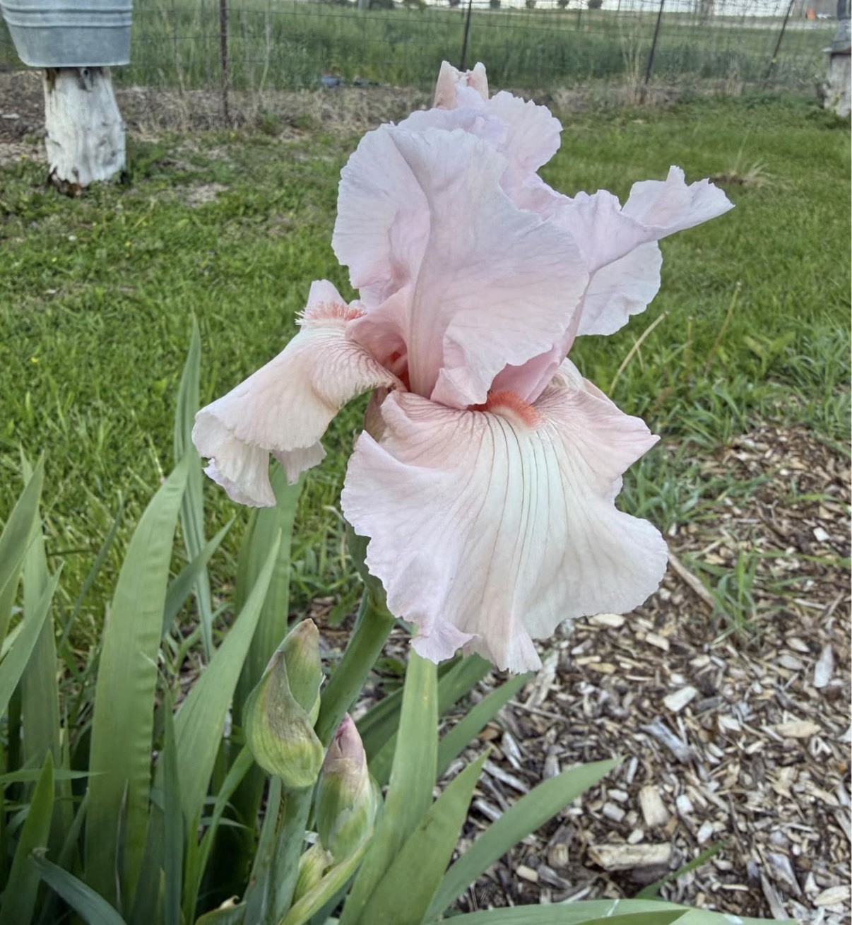 5 Tall Bearded Iris Rhizomes/Bulbs~MIXED COLORS Perennial Flower