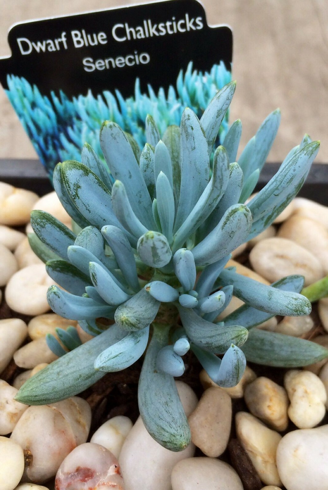 5X Senecio Dwarf Mini Baby Blue Chalk Sticks Serpens 3+” Succulent Cuttings