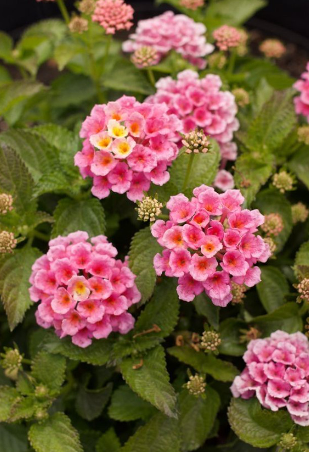 Lantana Chapel Hill Pink Huff Live Plant Plug – 1–3″ Tall – Pink Flower Lantana