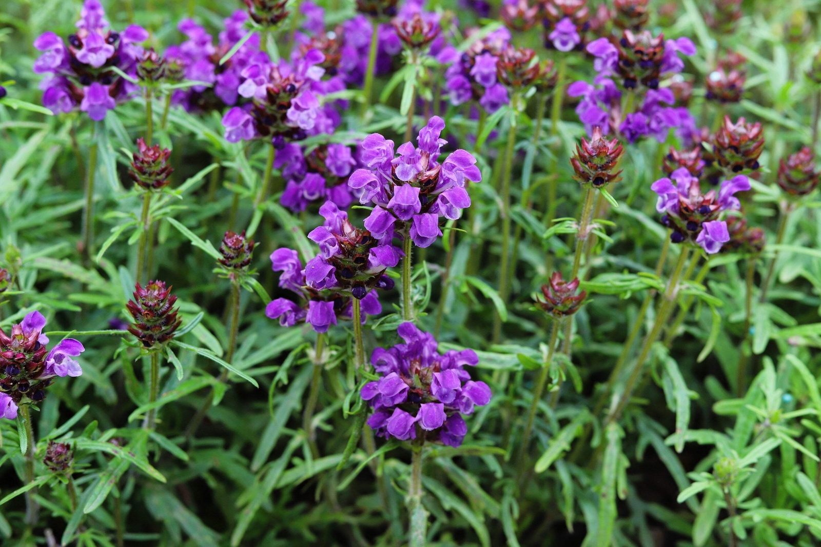 50 PAGODA MIX PRUNELLA Grandiflora Bigflower Selfheal Blue Pink etc Flower Seeds