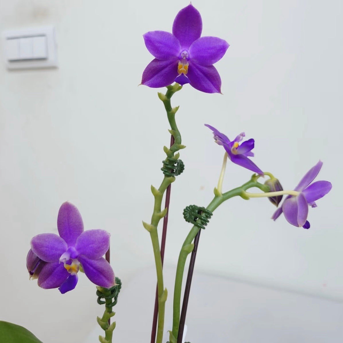 Phalaenopsis Ludde – violacea