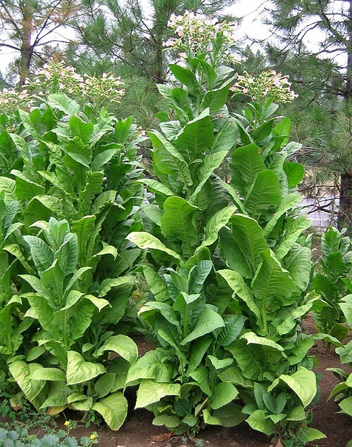 1000 African Red Tobacco Seeds ~ Bright Leaf Nicotiana Tabacum ~ High Nic!