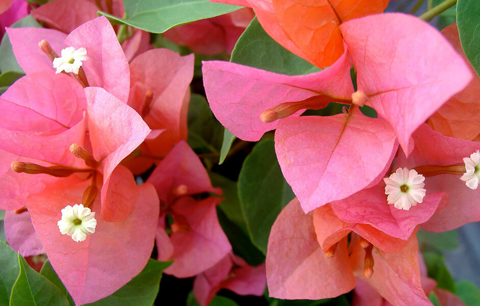 Well Rooted**AFTERGLOW** Live Bougainvillea starter/plug plant*USA SELLER*