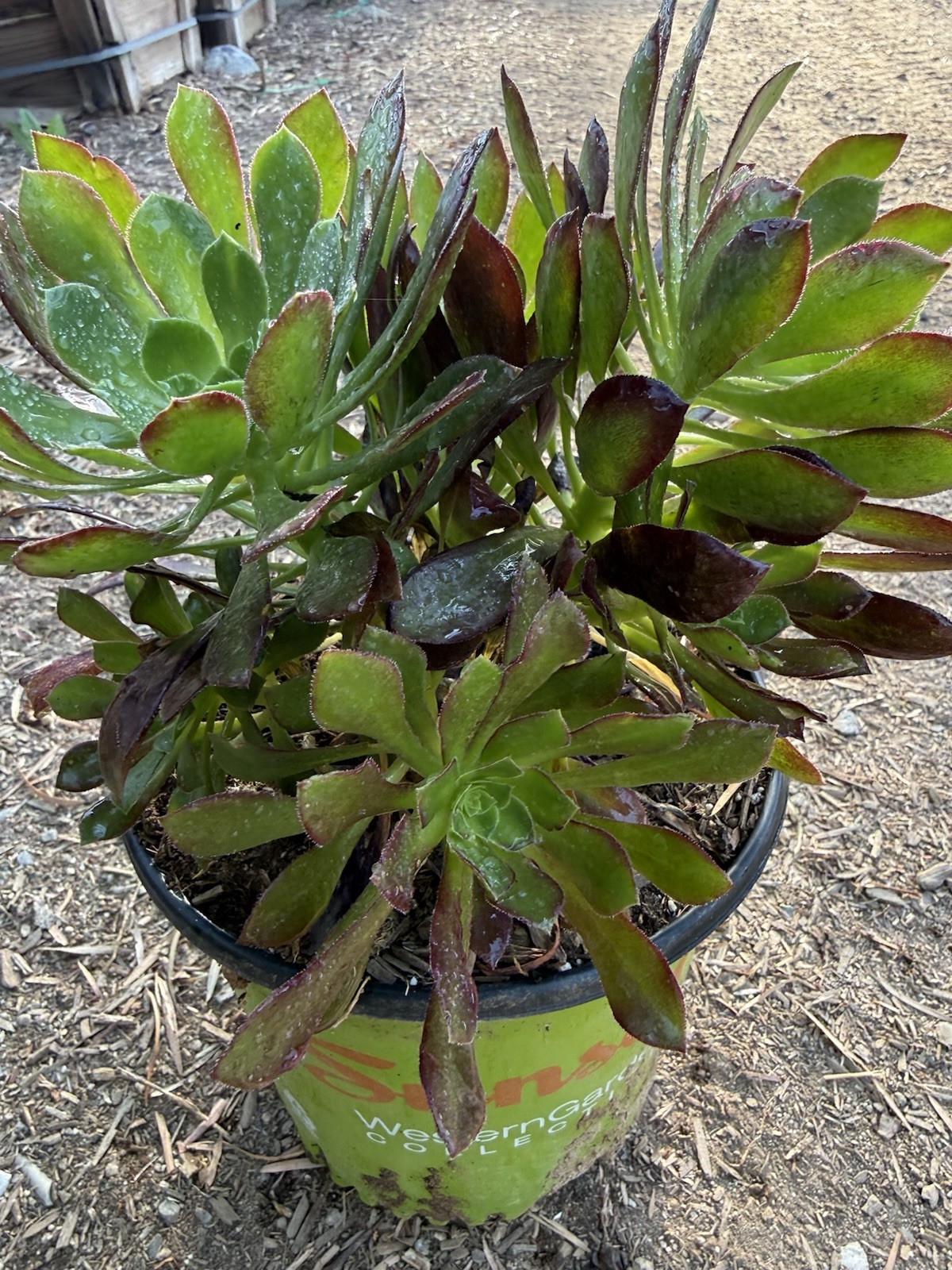 Aeounium Arboretum Atropurpureum Clump Live 2 Gallon Plant BAREROOT EASY TO GROW