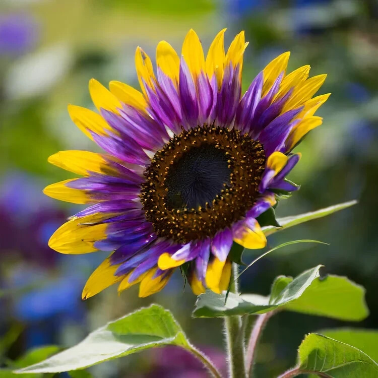 50pcs Rare Purple Heart Sunflower Seeds – Unique Blooms for a Stunning Garden