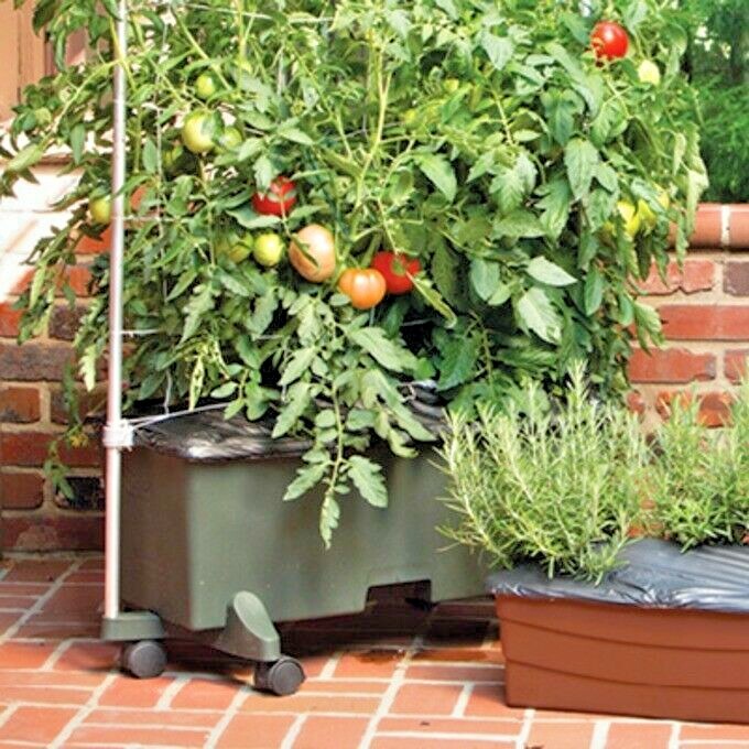 26+Patio BUSH TOMATO Seeds Organic Compact 36″ Plant Vegetable Garden Container