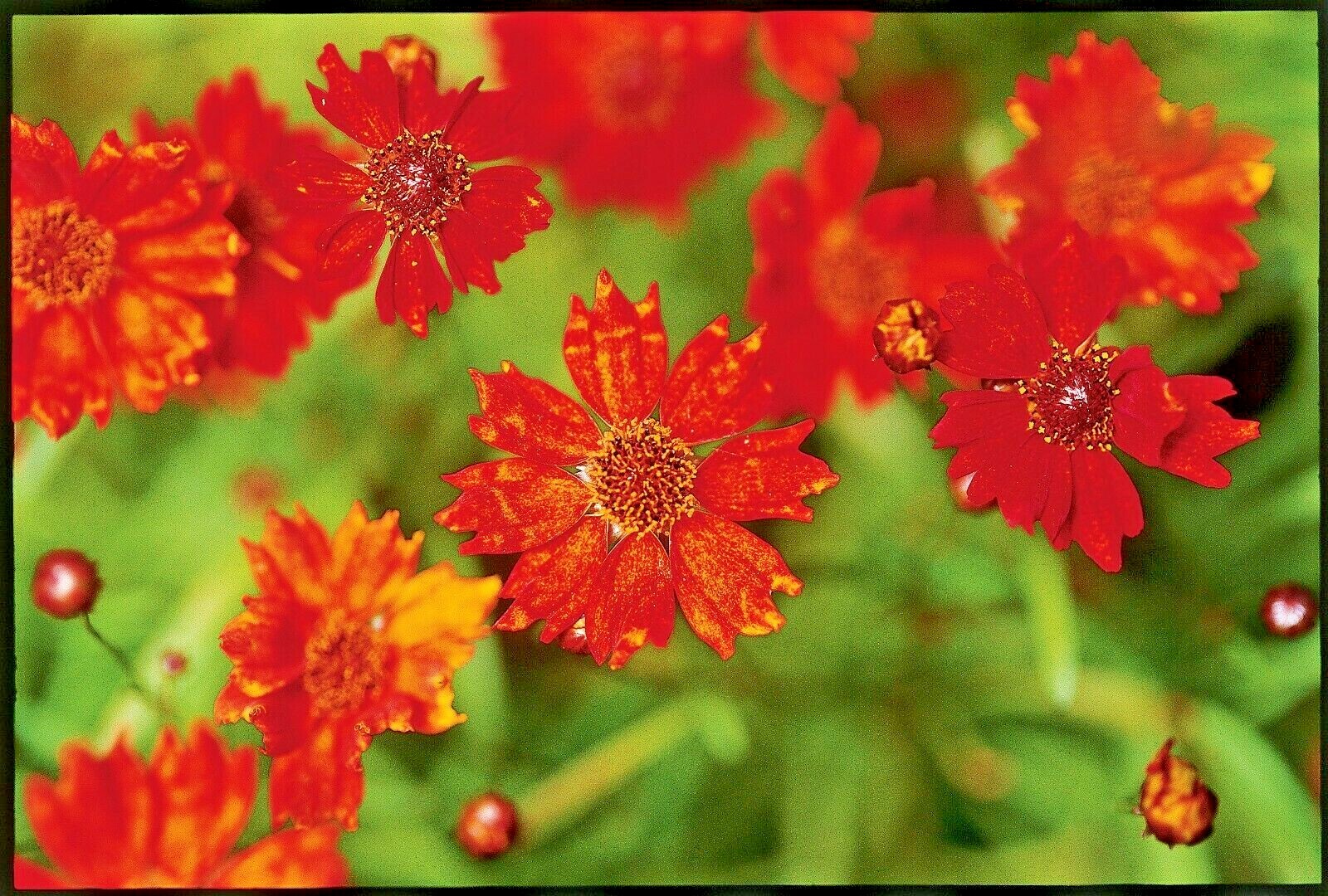 2001+Dwarf RED PLAINS COREOPSIS Seeds Native Wildflower Drought Heat Pollinators