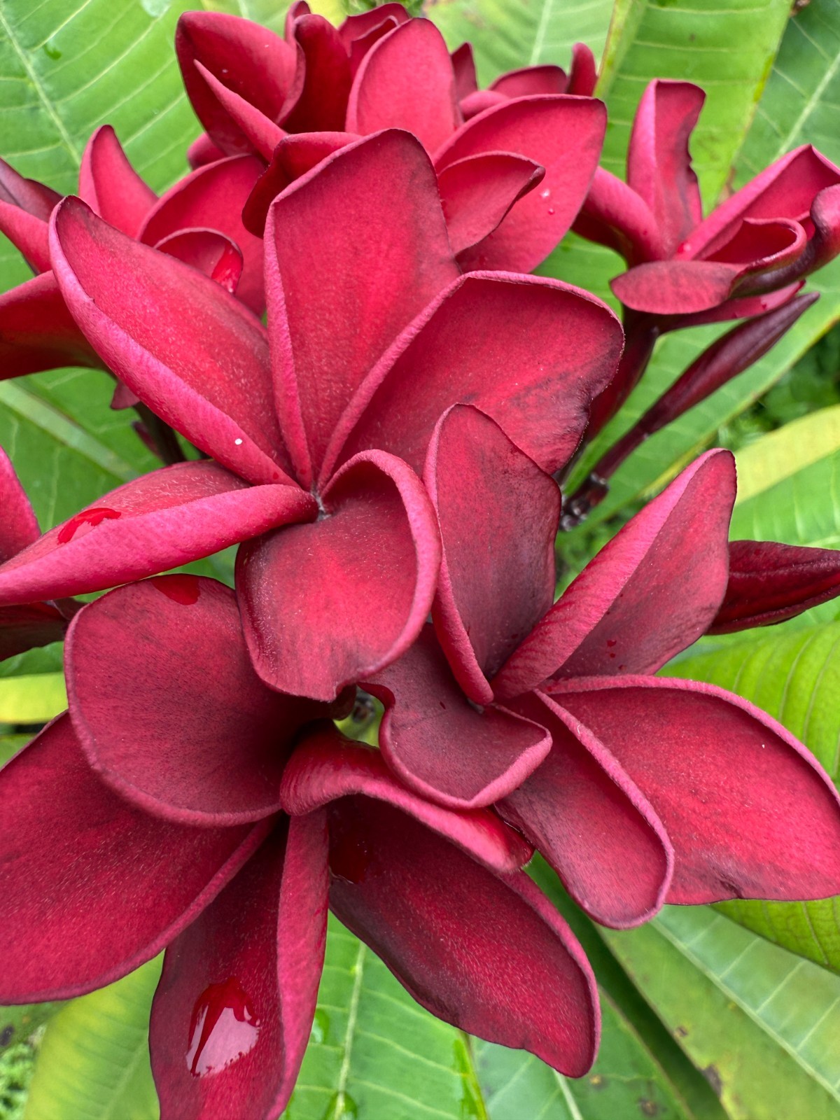 RARE Red Siam Plumeria Rubra – Fresh Cutting 8-12″ – US Seller