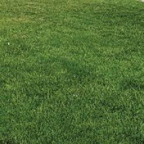 Gulf Annual Ryegrass Seed