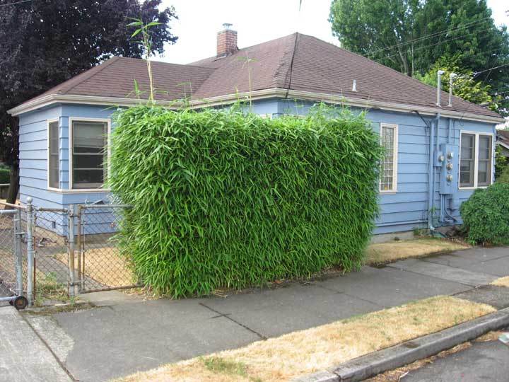 Green Hedge Clumping Bambusa / Bamboo -1 Value Priced Division / Rhizome / Plant