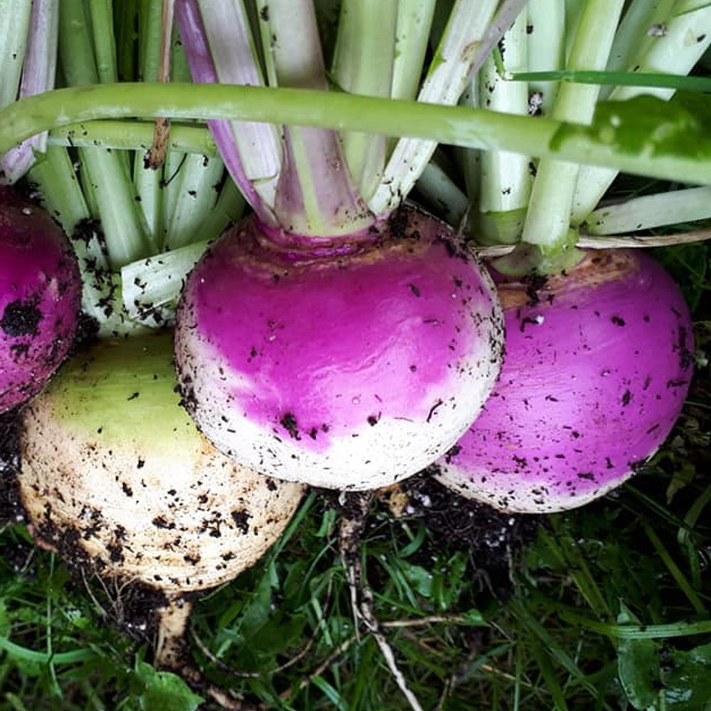 Purple Top White Globe Turnip Seed