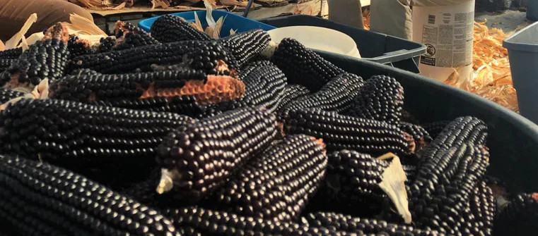 Dakota Black Popcorn Seeds | Popping Purple Blue Ornamental Pop Corn Seeds 2023