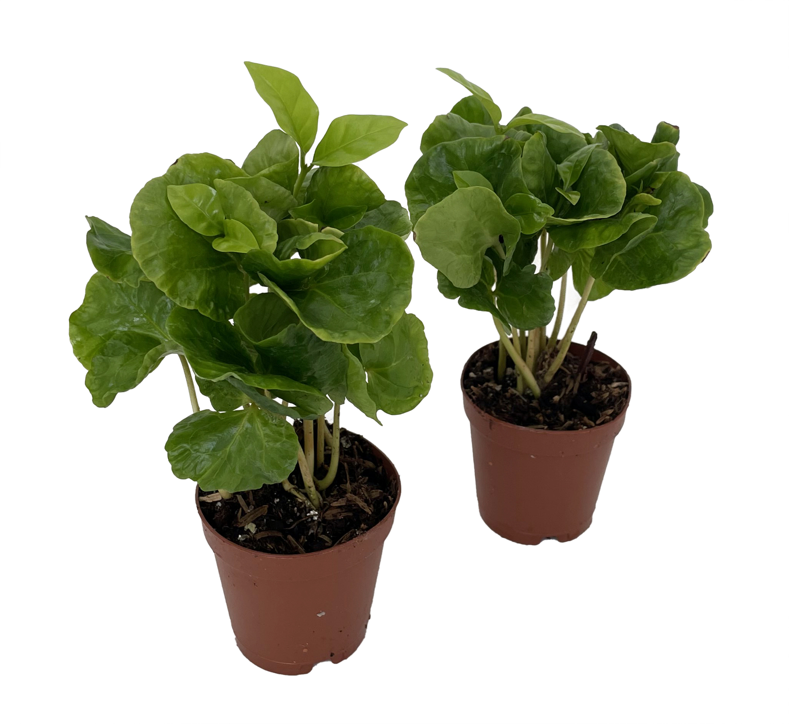 Hirt’s Arabica Coffee Bean Plants – 2 Pack 2″ Pots – Grow Your Own Coffee